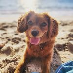 Sienna Chambers - @sienna.puppy - Instagram