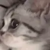 ur mom - @siennacheng - TikTok