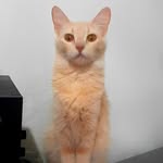 Sienna - @siennafoxcat - Instagram