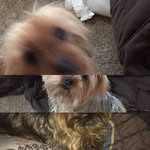 Siennapuppy - @siennaroseguzman - Instagram