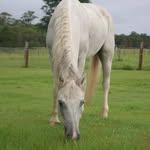 SIENNA HANSEN - @casper_thepony - Instagram