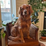 Sienna + Harrison + Huck - @huckandhome - Instagram