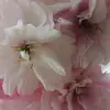 Sienna..howard - @sienna..howard - TikTok