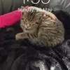 Siena Howe - @babytiger27 - TikTok