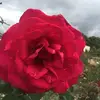 Sienna Knapp - @siennaknapp - TikTok