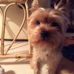 Sienna mitchell👌🐶🍉 - @ig.sienna07x - Instagram