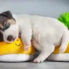 Sienna Johnpaul - @sienna.johnpaul - TikTok