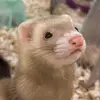 Hedgehogs2012 - @siennaramos1 - TikTok