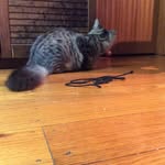 Sienna Richards - @lokithepossumcat - Instagram