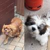 siennarichards97 - @the_dog_life1 - TikTok