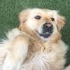 sienna.sharp - @dog_lover8908 - TikTok