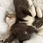 Snow and Sienna 🐾 - @snowandsienna - Instagram