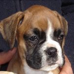 Sienna Stevens - @siennas_dog_amber - Instagram