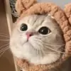 Sia - @siennawang4 - TikTok