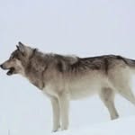 wolfwolfie - @sienna_wolf - Instagram