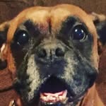 Sierra Ali - @sierra_ali_the_boxer - Instagram