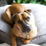 Sierra Ball - @ittybittypittie - Instagram