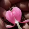 sierrabaumhoefene - @sierra.baumhoefen - TikTok