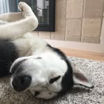 Sierra the Husky - @sierra_beach_husky - Instagram