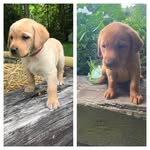 Sierra_&_Hannah_FoxRedSisters - @sierra__hannah_foxredsisters - Instagram