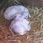 Sierra Sharp - @goatlover2020 - Instagram