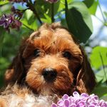 Australian Doodles - @sierraspringsdoodles - Instagram