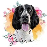 ✨Sierra✨ - @sierra.springer.spaniel - Instagram