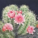 Sierra Steiner - @prickly_cactus_photography - Instagram