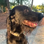 Sierra & Marshal Tucker - @tucktuckgarden - Instagram