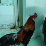 Sieu Lam - @sieu.lam - Instagram