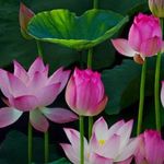 Sieu Luong - @luong_sieu - Instagram