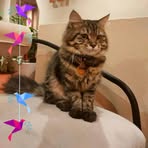 Siew Siew Tang - Facebook