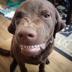 SIG Johnson - @sigthechessie - Instagram