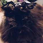 Signe Trang Nelson - @signe_thecat - Instagram
