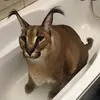 SilasAnthony6789 - @silasanthony6789 - TikTok