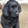 Silas Austin - @silastheflatcoat - TikTok