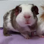 Winston Howard Silas Barton - @theguineapigwinston - Instagram