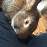 Silas Beebe - @walrus_teeth - Instagram