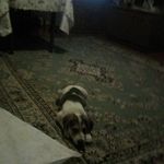Silas Carpenter - @carpentersilas - Instagram