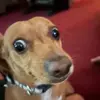 silaschapman2 - @silaschapman2 - TikTok