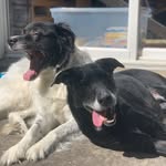 Ben Cooper - @silas_cooper_the_dog - Instagram