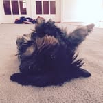 Dawson Vasilas - @vasilasdawson - Instagram