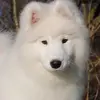 Silas ford Sørensen - @silas131313 - TikTok