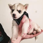 Silas Gray - @silas.thehusky - Instagram