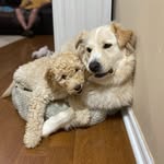 🐾Silas Gray & Stormie Mae 🐾 - @silas_stormie - Instagram