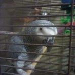 Silas the African Gray - Facebook