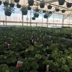 Silas Greenhouse - @silashs_greenhouse - Instagram