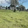 topollillo - @silasguzman4 - TikTok