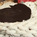 @silashansonp.6 - Instagram