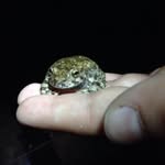 Silas Howell - @reptile_specialist - Instagram